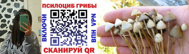 где продают KRAKEN маркетплейс Псилоцибиновые грибы мицелий Невель